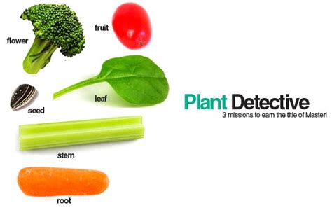 explore plant detective edible plant parts parts