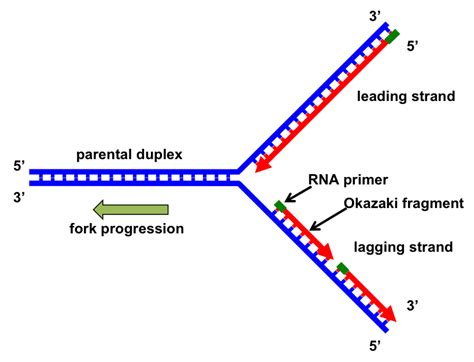 genes  full text  replication fork