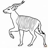 Coloring Antelope Bongo Colorear Bongos Kudu Supercoloring Caticorn Antílope sketch template
