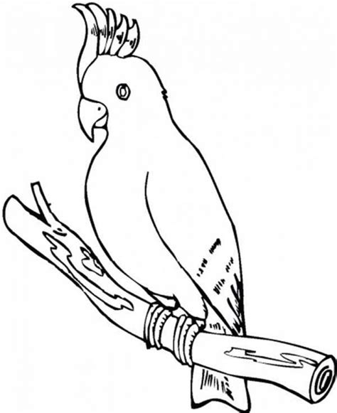 parrot coloring pages  printable