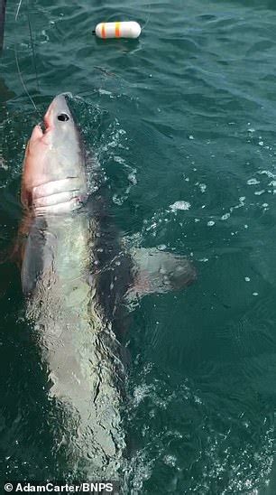 two huge sharks weighing more than 500lbs are caught off the south