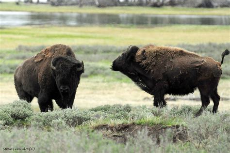 natural world   camera bison rutting season