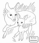 Coloring Pages Doe Deer Mammal Baby Bucks Fawn Buck Getcolorings Browning Animals Sea Color Mammals Printable Colorings Getdrawings sketch template