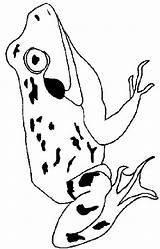 Kikkers Kleurplaten Kleurplaat Frosche Coloring Frogs Kikker Stemmen sketch template