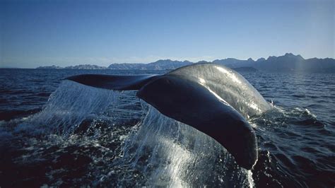watch kingdom of the blue whale videos online national geographic