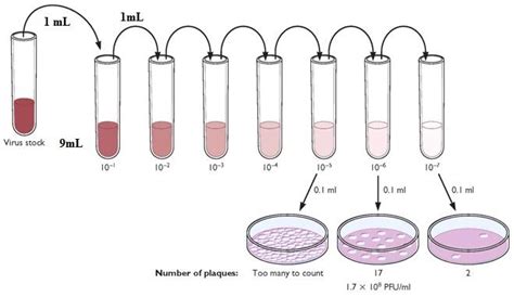 serial dilution problems clevercelebrity