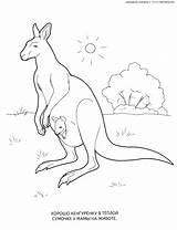 Coloring Wallaby Mammals 1032 sketch template