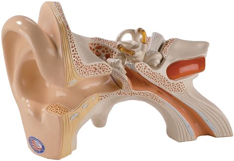 denoyer geppert functional human ear model giant  part ear model