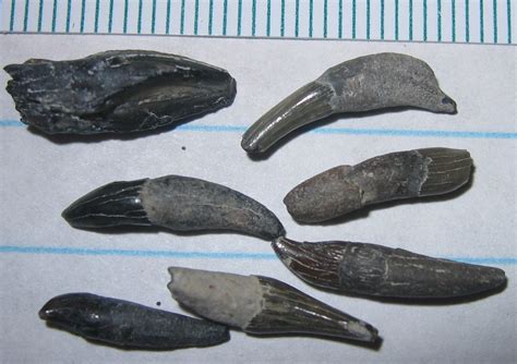 dolphin porpoise teeth members gallery  fossil forum