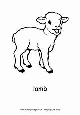Colouring Pages Lamb Coloring Sheep Farm Animal Kids Lambs Print Template Color Pdf Village Animals Spring Little Activity Activityvillage Explore sketch template