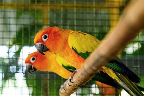 top   brightly colored pet birds