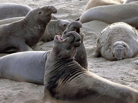 nature  close elephant seals cbs news