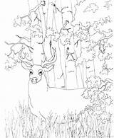Deer Coloring Mule Getcolorings Fascinating Color Pages sketch template