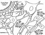 Color Neuron Neuroglial Cells Neuroglia Neurons Coloring Libretexts Book Following sketch template