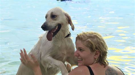 zwemmen met hond  binnenbad blijkt razend populair kaartjes binnen een dag uitverkocht