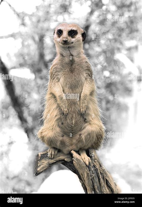 mammal watchful eyes skin nose    guard watchman meerkat meerkats stock photo alamy