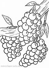 Weintrauben Malvorlage Ausmalbilder Obst Anggur Trauben Kinder Kindergarten Bagan Terlihat Colorare sketch template