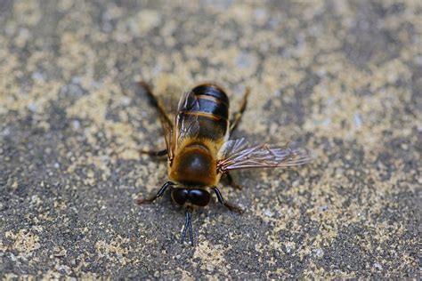 drone honey bee male  photo  pixabay pixabay