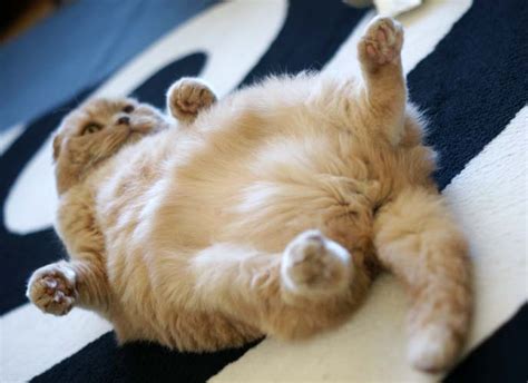 About Basil Farrow Cute Scottish Fold Cat