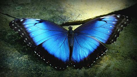 blue butterfly hd wallpaper  images
