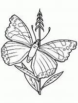 Hugolescargot Papillon Depuis sketch template