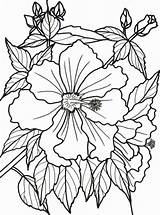 Dementia Bougainvillea Bunga Mewarnai Elderly Mawar Melati Designlooter Matahari Tulip Pusat Hobi Gambarcoloring 800px 66kb sketch template
