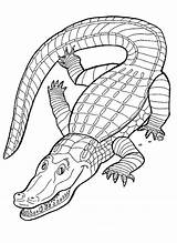 Coloring Alligator Printable Pages Kids Print sketch template