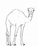 Camel Drawing Draw Face Pencil Book Easy Drawings Desert Kids Ro Paintingvalley Step Finished Version Two sketch template