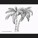 Palms Coloring Printable Pages sketch template