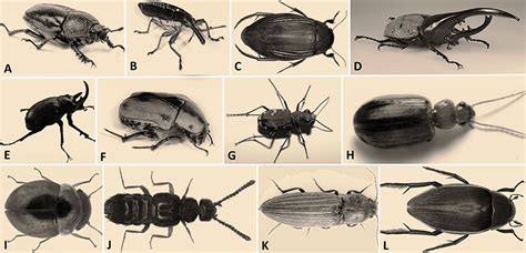 beetles encyclopedia of arkansas
