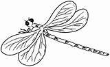Dragonfly Libellule Insectos Voladores Coloriages sketch template