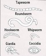 Worms Parasites Intestinal Dogs Dog Cats Types Stool Internal Common Humans Tapeworm Look Worm Feces Drawing Most Cat Puppies Easy sketch template