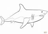 Requin Squalo Colorare Sharks Ausmalbilder Malvorlagen Supercoloring sketch template