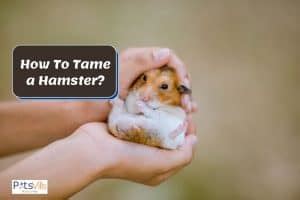 tame  hamster   easy  follow steps guide