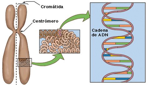 Adn Genes Y Cromosomas Biología 1ª Evaluación