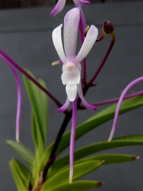 vanda neofinetia falcata naturformen orchideenforum