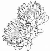 Protea Flowers Flower Coloring Drawing Pages King Gif Sketch Drawings Proteas Corner Wild Template Indusladies Yashi sketch template