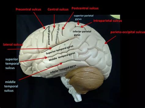 lateral sulcus powerpoint    id