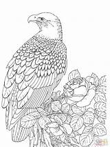 Eagle Coloring Bald Pages Printable Realistic Kids Color Falcon Adult Template Sea Bird Print Outline Drawing Eagles Adults Supercoloring Sheet sketch template
