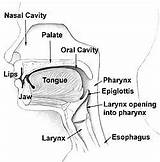 Esophagus Pharynx Nasal Larynx Anatomy Epiglottis Digestive Nose Cavity Tongue Singing Nasopharynx Articulation Vocal Trachea Oropharynx Vestibule Throat Regions Respiratory sketch template