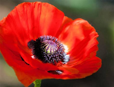 App 100 Premium Seeds Red Corn Poppy Annual Flower