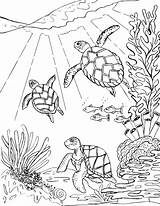 Coloring Sea Turtles Three Turtle Pages Printable Ocean Adult Drawing Mermaid Animal Swimming Book sketch template