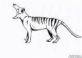 Thylacine Tasmanian Tilacino sketch template