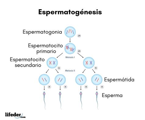 Espermatogénesis Concepto Etapas Y Diferencias Con Ovogénesis