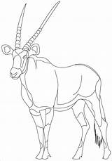 Antelope Gemsbok Coloring Drawing Pages Pronghorn Outline Prowess Technical Coloringbay Paintingvalley sketch template