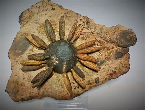 fossiel  sphaerotiaris precincta zee egel catawiki