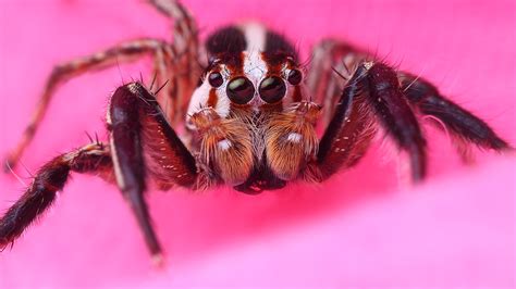 las 10 caras de insectos más asombrosas fotos infobae