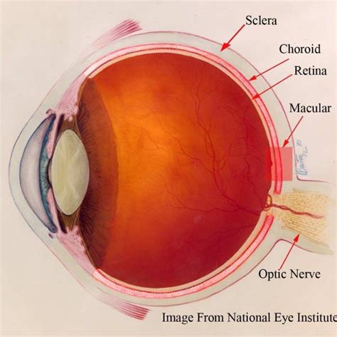 automatic segmentation   choroid  enhanced depth imaging optical