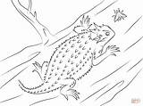 Lizard Horned Coloring Pages Texas Clipart Toad Drawing Frog Toads Sketch Animals Color Lizards Printable Kids Cartoon Drawings sketch template