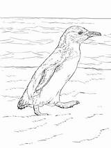 Penguin Blue Little Coloring Pages Walks Template Penguins Magellanic Printable sketch template